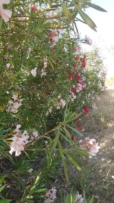 Holiday home Dipladenia Villa Sassari